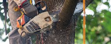 Best Tree Trimming and Pruning  in Gordon, PA