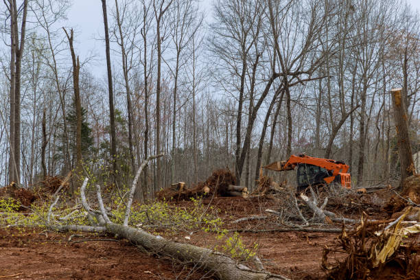 Gordon, PA Tree Care Company