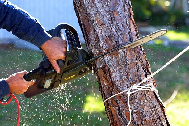 Best Hedge Trimming  in Gordon, PA