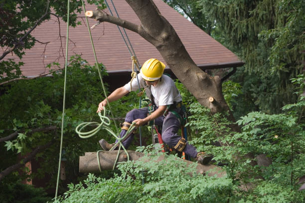 Best Seasonal Cleanup (Spring/Fall)  in Gordon, PA