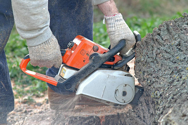 How Our Tree Care Process Works  in  Gordon, PA