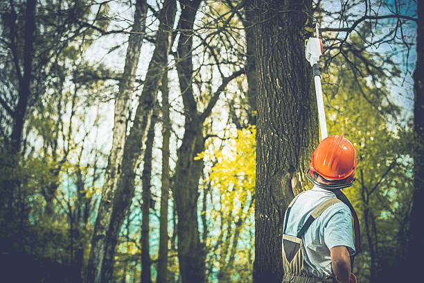 Best Fruit Tree Pruning  in Gordon, PA