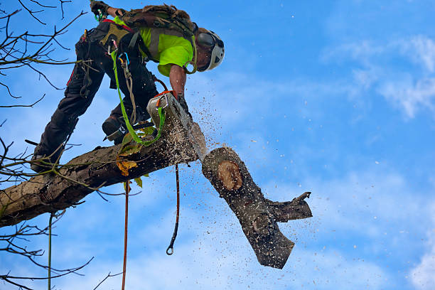 Best Tree Preservation Services  in Gordon, PA